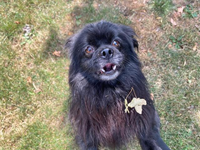Bear, a 3 years old male Pomeranian available for adoption from Three Counties Dog Rescue in Lincolnshire