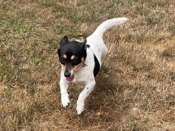 Daisy, a 5 years old female Jack Russell Terrier available for adoption from Three Counties Dog Rescue in Lincolnshire