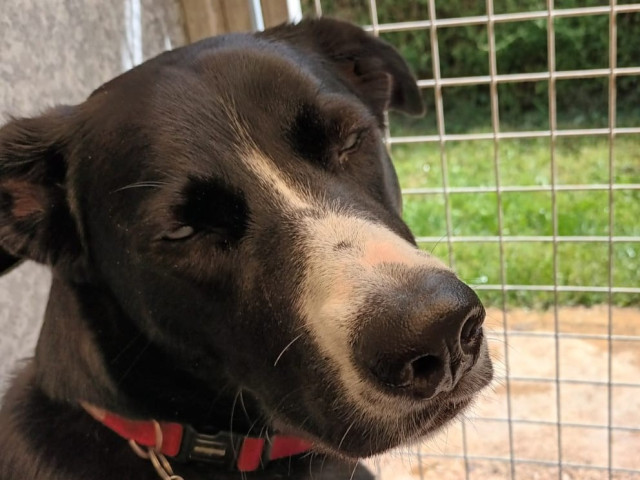Luna, a 2 years old female Labrador X Siberian Husky available for adoption from Three Counties Dog Rescue in Lincolnshire