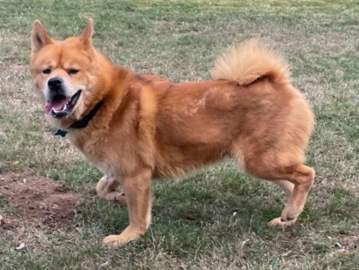 Mo, a 1 year old male Chow Chow X Siberian Husky available for adoption from Three Counties Dog Rescue in Lincolnshire