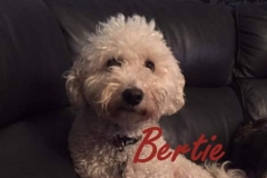 Bertie