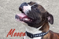 Moose 15th April (12)