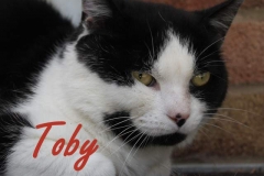 Toby 2