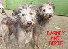 Barnie-and-Bertie