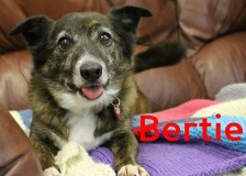 Bertie