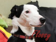 Flossy-2