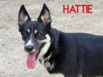 Hattie