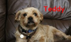 IMG_4801Teddy-named-820x490