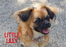 Little-Lilly