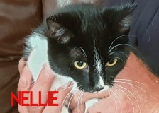 Nellie