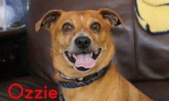 Ozzie-named-820x490