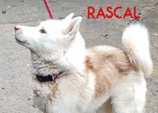 Rascal