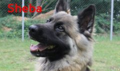 Sheba-4-named-820x490