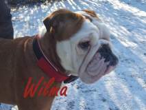 Wilma