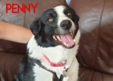 penny-copy-e1567701749439