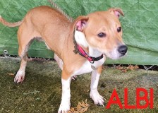 Albi