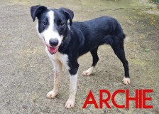 Archie