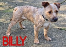 Billy