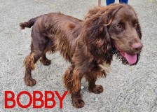 Bobby-2