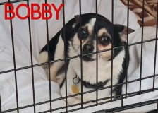 Bobby