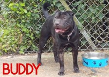 Buddy