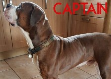 Captain