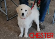 Chester
