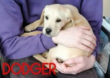 Dodger