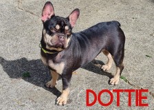 Dottie
