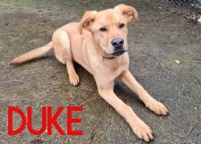 Duke