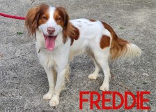 Freddie