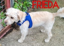 Frieda-2