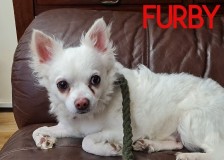 Furby-Looki