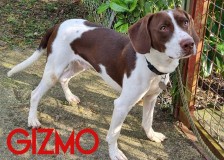 Gizmo