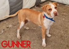 Gunner