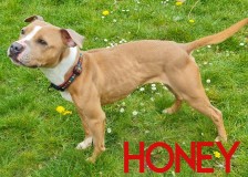 Honey