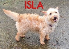 Isla