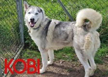 Kobi