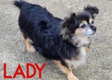 Lady