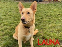 Launa