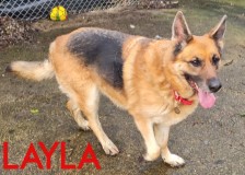 Layla