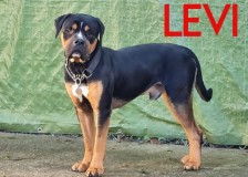 Levi