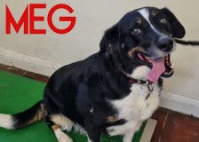 Meg