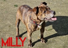 Milly