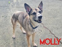 Molly-3