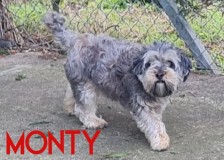 Monty-2