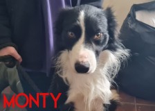 Monty