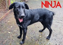 Ninja