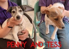 Penny-and-Tess