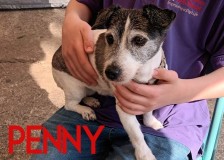 Penny